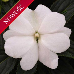 Niecierpek Nowogwinejski (Impatiens New Guinea) - ClockWork - White Green Leaved